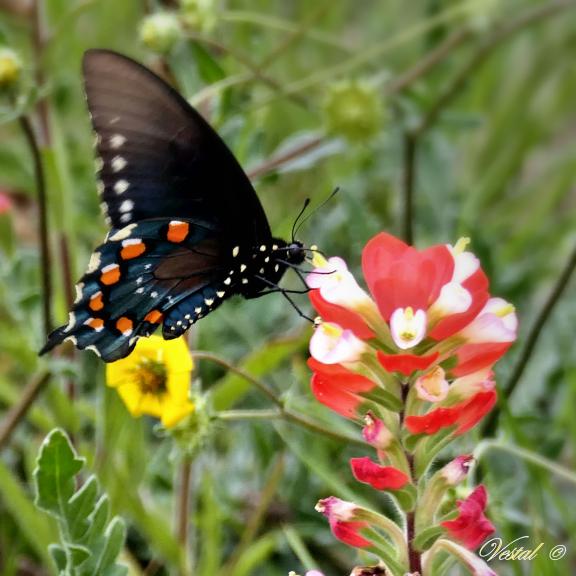 Swallowtail on Indian Paintbrush